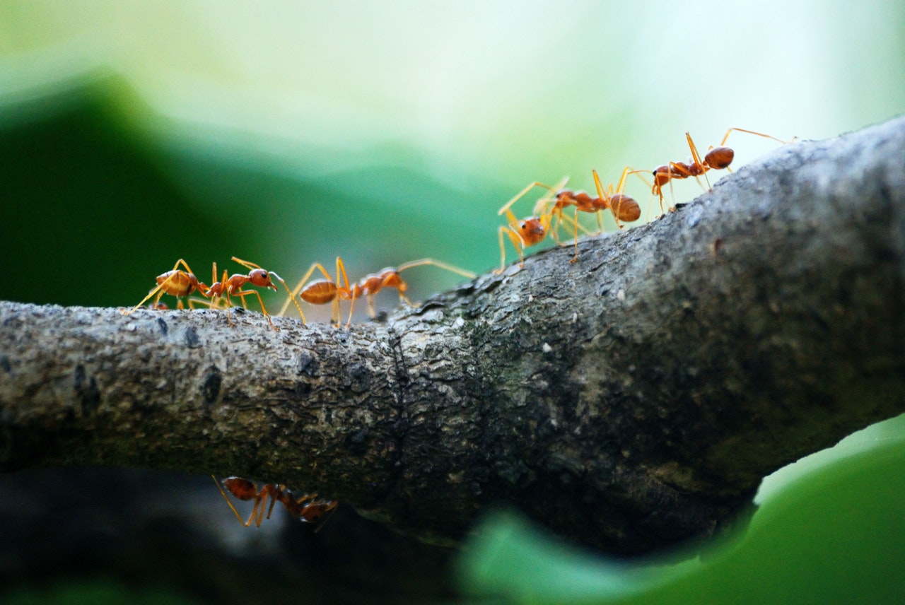 Colonie de fourmis